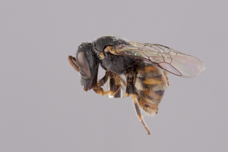 [Xenochilicola female (lateral/side view) thumbnail]